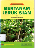 Bertanam jeruk siam