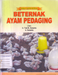 Beternak ayam pedaging