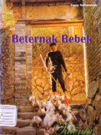 Beternak bebek