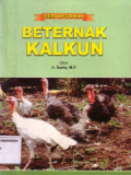 Beternak kalkun